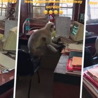 Majmuni hynë fshehurazi në zyre