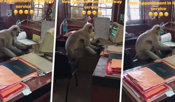 Majmuni hynë fshehurazi në zyre