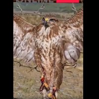 Shqiptari e plagos dhe e lidh shqiponjën për ta balsamosur