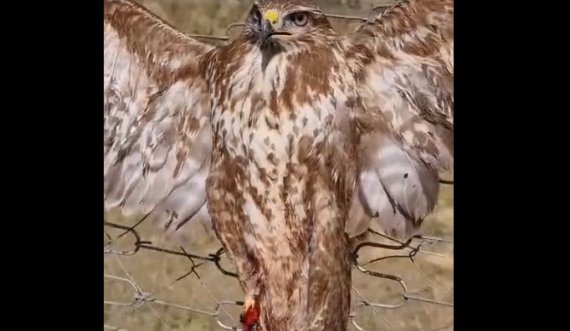 Shqiptari e plagos dhe e lidh shqiponjën për ta balsamosur