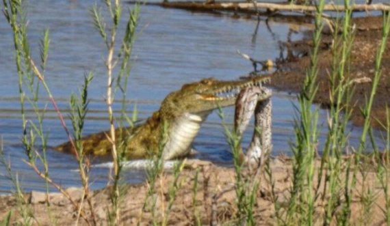 Krokodili i uritur gëlltit një piton në një park