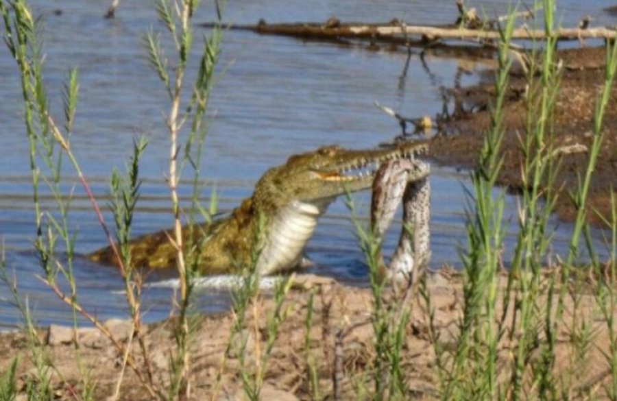Krokodili i uritur gëlltit një piton në një park