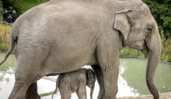 Disa fakte të çuditshme që nuk i keni ditur për elefantët