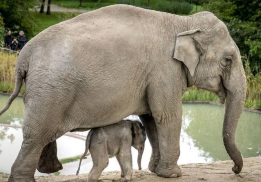 Disa fakte të çuditshme që nuk i keni ditur për elefantët