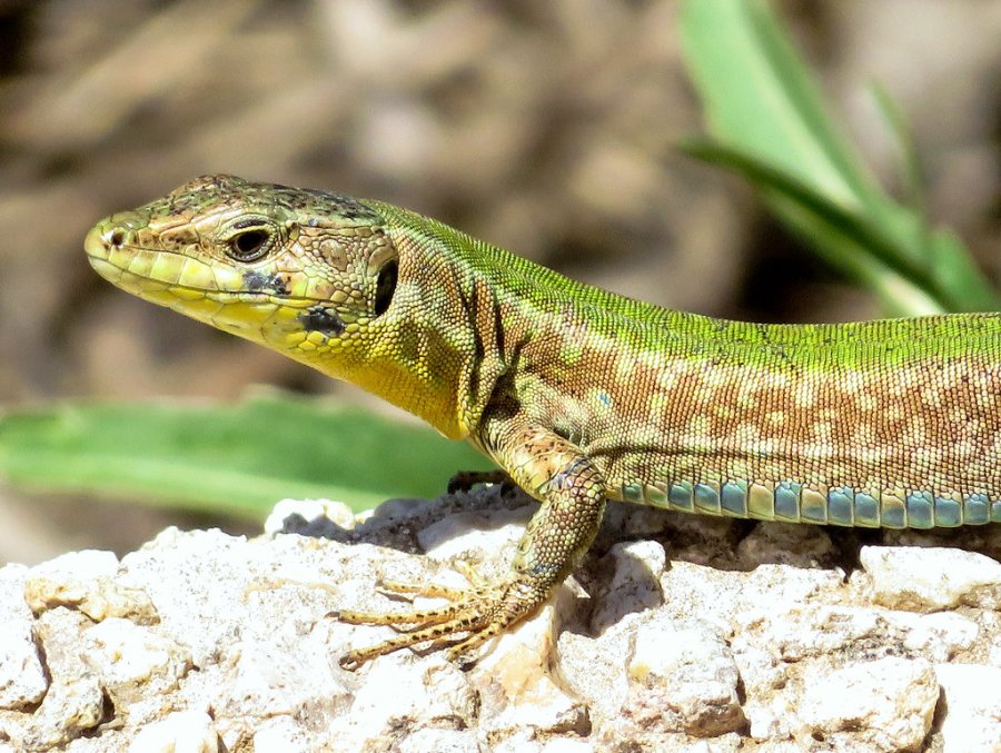 Australianët antikë kanë bashkëjetuar me hardhuca gjigante