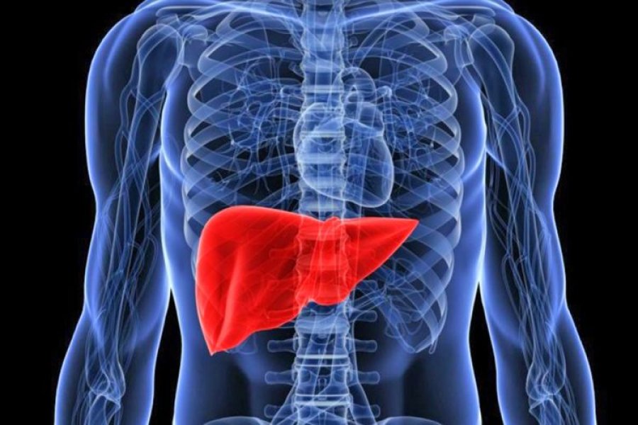 Shkaktarët kryesorë të dëmtimit akut të mëlçisë