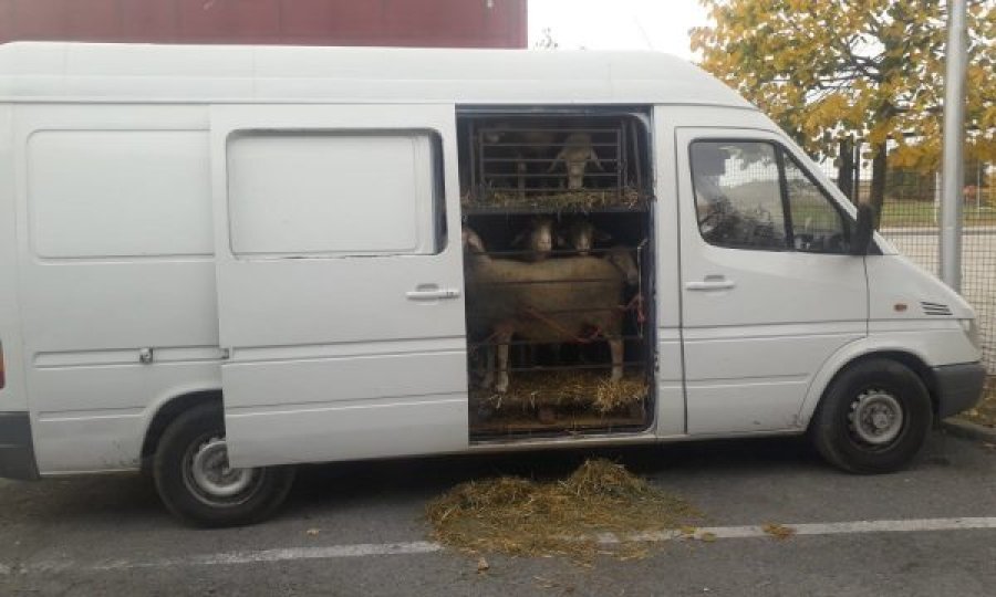 Sekuestrohen 22 dele pa dokumentacion, disa prej tyre janë kontrabandur nga Serbia