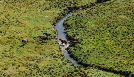 Vrasje mizore e kuajve të egër në Australi, qëllohen me armë nga helikopteri