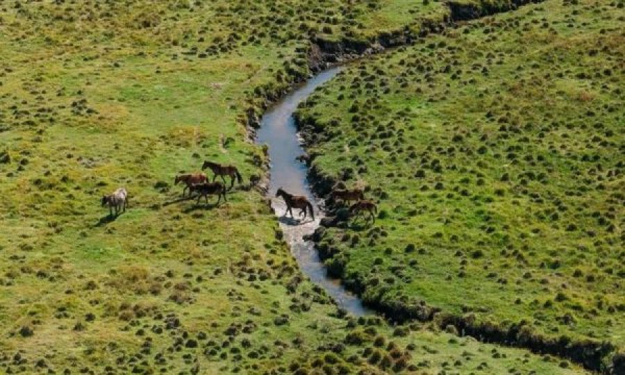 Vrasje mizore e kuajve të egër në Australi, qëllohen me armë nga helikopteri