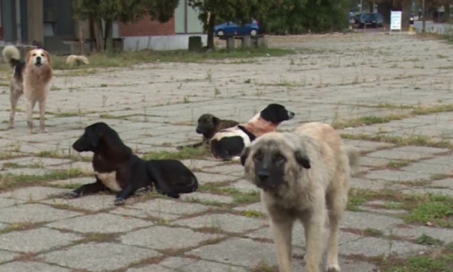 Malishevë: Vrau një qen me pushkë gjuetie, arrestohet një person