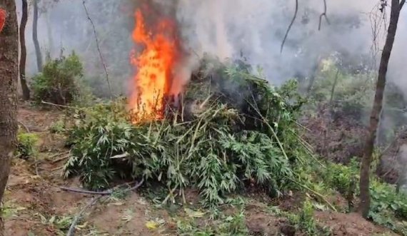 Asgjesohen 980 bimë kanabis në fshatin Novaj, dy të arrestuar: Procedohet kryeplaku dhe inspektori i shërbimit pyjor