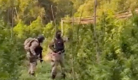 Policia shqiptare shkatërron afro 290 mijë bimë narkotike
