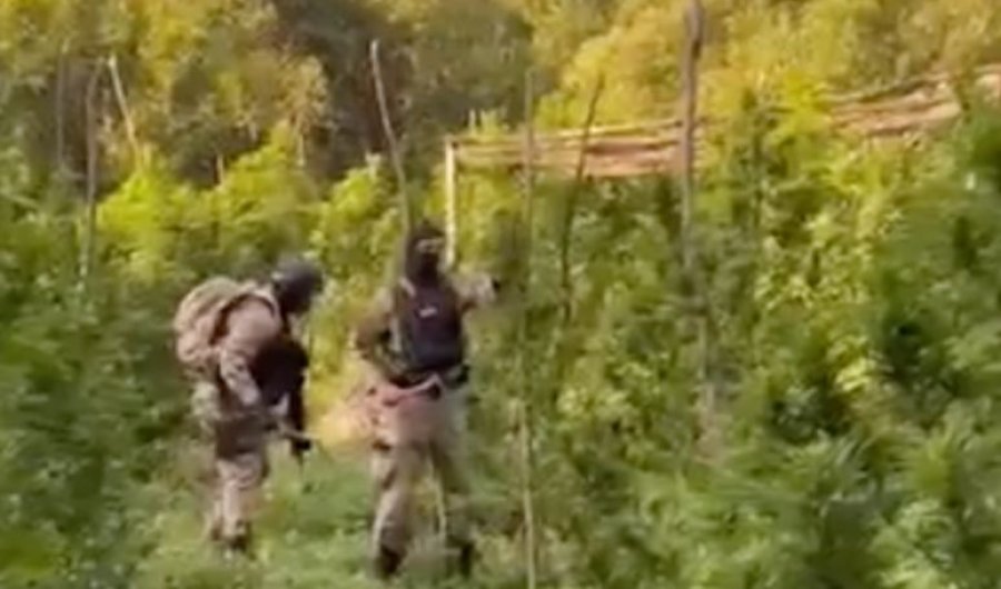 Policia shqiptare shkatërron afro 290 mijë bimë narkotike