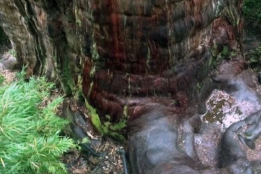 Ja ku ndodhet pema më e vjetër në botë