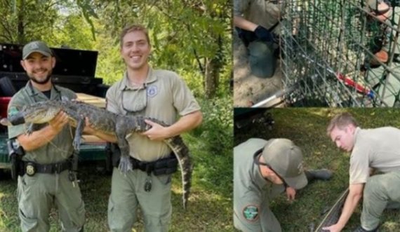 Oficerët kapin aligatorin 1.2 metra