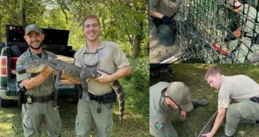 Oficerët kapin aligatorin 1.2 metra