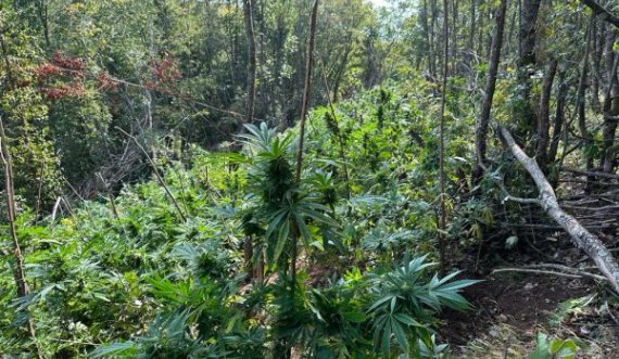 Policia gjen 20 mijë bimë kanabis në Koshare