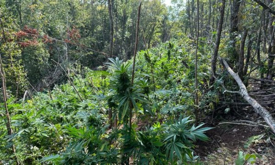 Policia gjen 20 mijë bimë kanabis në Koshare