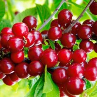 Njihuni me dobitë shëndetësore të vishnjeve
