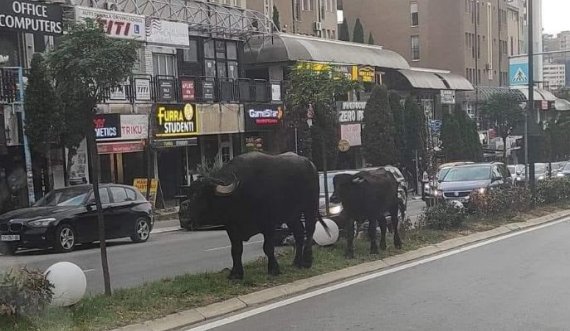 Buallicat parakalojnë në qendër të Prishtinës