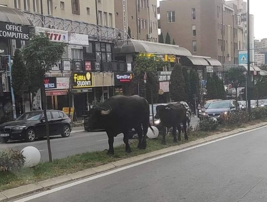 Buallicat parakalojnë në qendër të Prishtinës