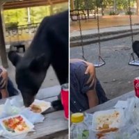 Shikoni si ariu ua ndërpreu piknikun vizitorëve