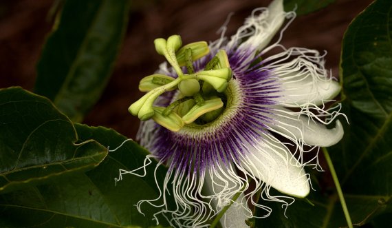 Pema e ëmbël që shëron stresin