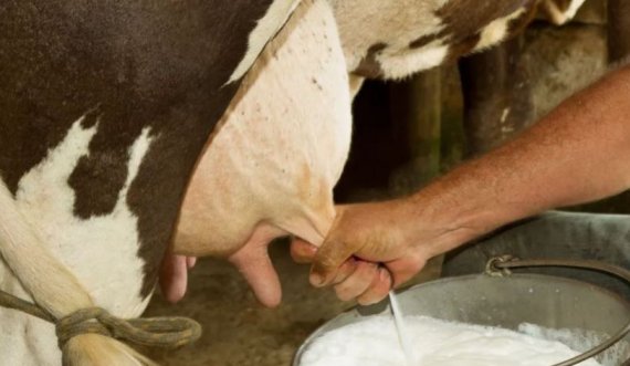 Krijohet lopa transgjenike që prodhon insuline njerëzore në qumështin e saj