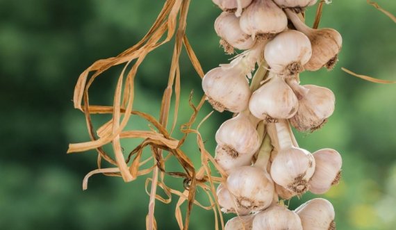 Tash mund të hani hudhër sa të doni: Ja si ta neutralizoni aromën