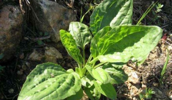 Bima që rregullisht e shkelni e është shumë shëruese