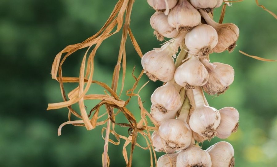 Tash mund të hani hudhër sa të doni: Ja si ta neutralizoni aromën