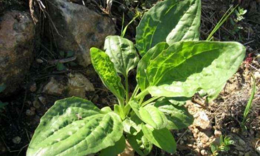 Bima që rregullisht e shkelni e është shumë shëruese