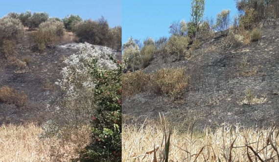 Dimal: 24-vjeçari ndezi zjarr për të asgjësuar mbeturinat, por dogji 600 rrënjë ulliri