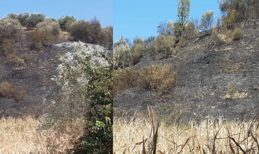 Dimal: 24-vjeçari ndezi zjarr për të asgjësuar mbeturinat, por dogji 600 rrënjë ulliri