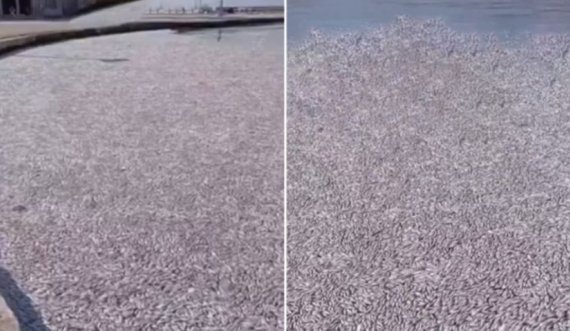 Skena apokaliptike në Volos, mijëra peshq të ngordhur pluskojnë në breg