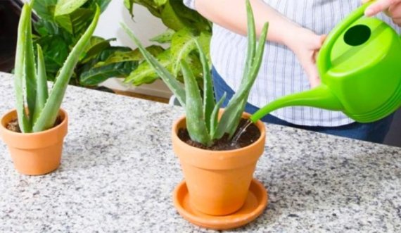Sa shpesh duhet ta ujisni bimën e aloe verës gjatë ditëve të nxehta