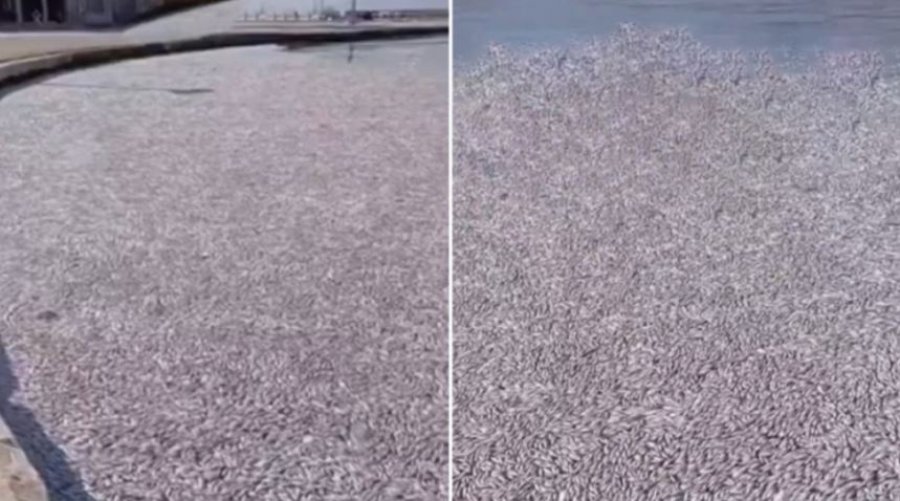 Skena apokaliptike në Volos, mijëra peshq të ngordhur pluskojnë në breg