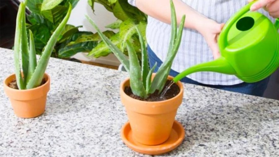 Sa shpesh duhet ta ujisni bimën e aloe verës gjatë ditëve të nxehta