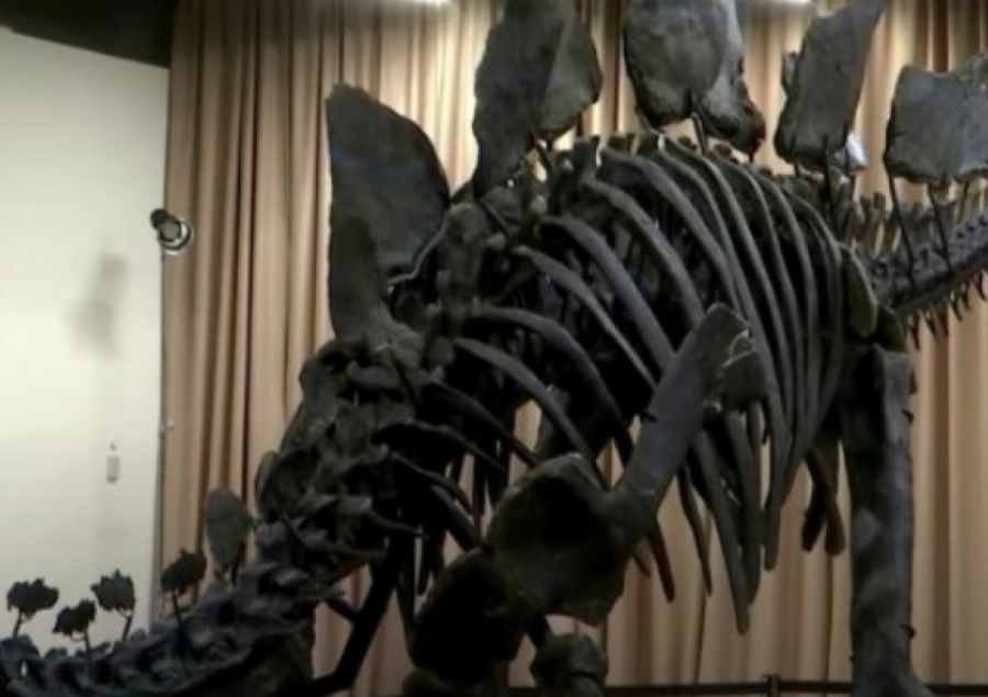 Ekspozohet skeleti i plotë i një dinozauri