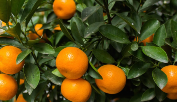 Rreth 10 ton mandarina me pesticide u shitën për konsumatorët shqiptarë