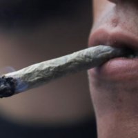 Rastet e psikozave të shkaktuara nga kanabisi janë në rritje