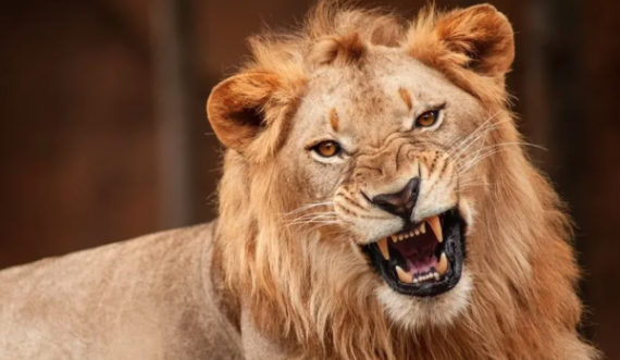 E rriti për 10 vjet, luan e mbyt punonjësin e kopshtit zoologjik