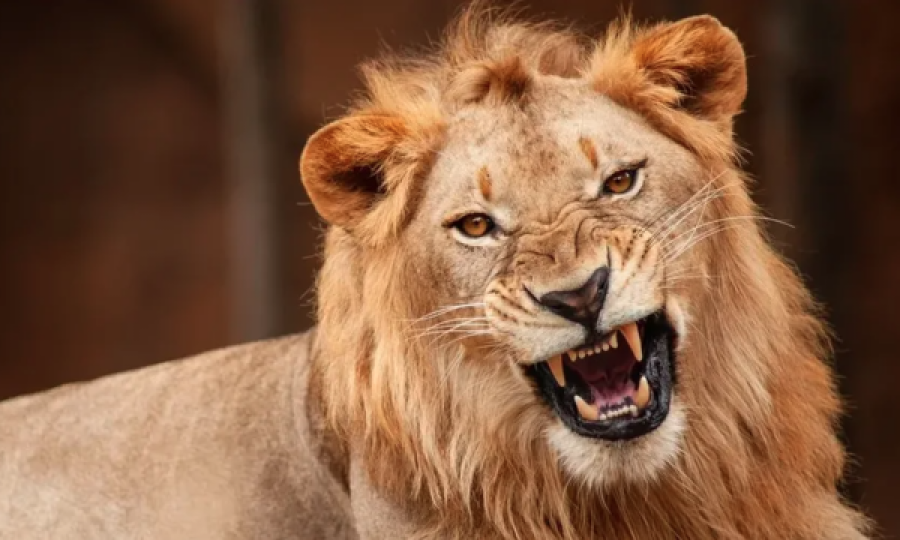 E rriti për 10 vjet, luan e mbyt punonjësin e kopshtit zoologjik
