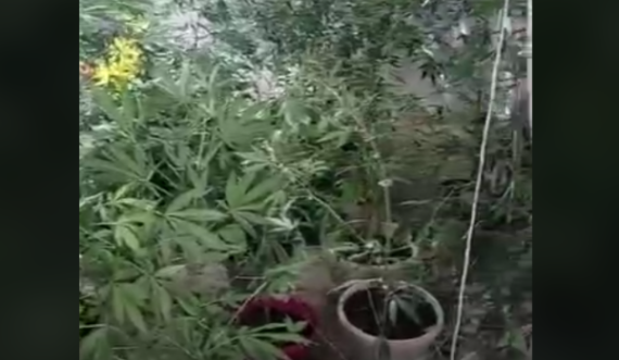 Kërkohet paraburgim për të dyshuarin që improvizoi laborator droge në Leposaviq 