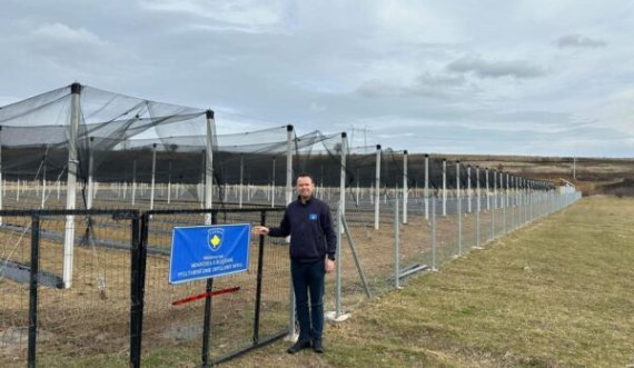 Faton Peci sheh nga afër një plantacion me mjedra të mbjellura sipas standardeve të BE-së