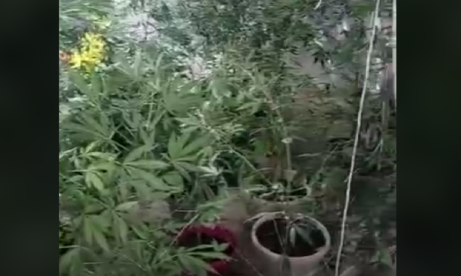 Kërkohet paraburgim për të dyshuarin që improvizoi laborator droge në Leposaviq 