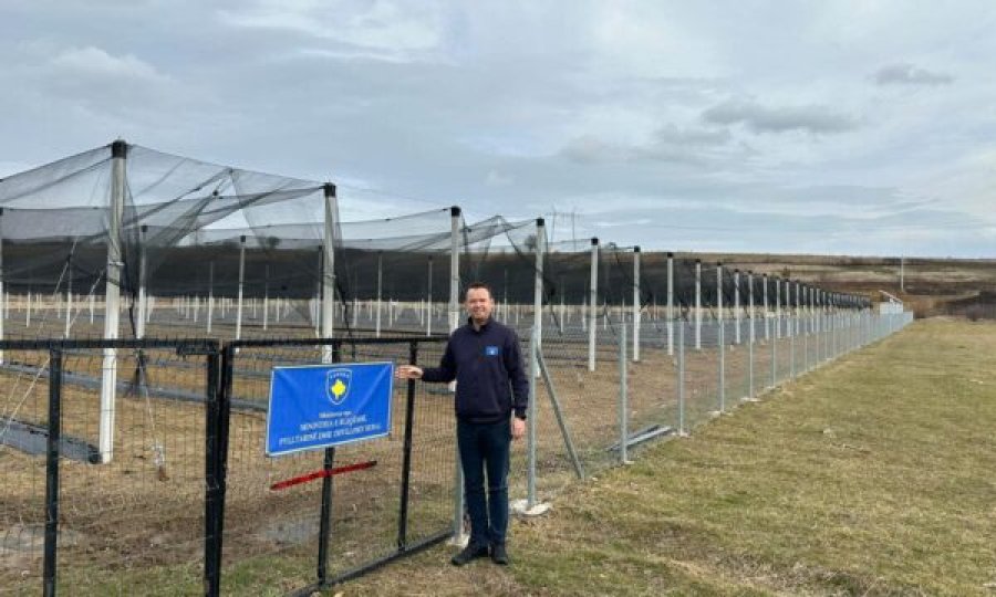 Faton Peci sheh nga afër një plantacion me mjedra të mbjellura sipas standardeve të BE-së