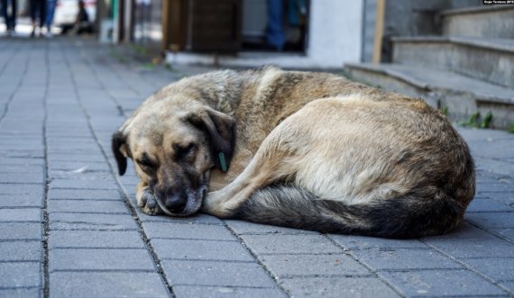 Prishtinë: Arrestohet personi që keqtrajtoi qenin
