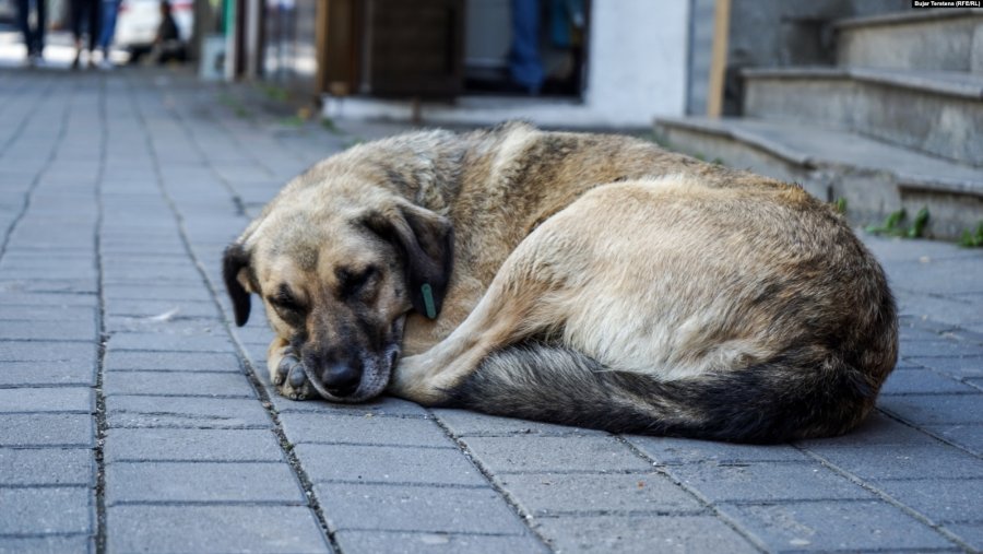 Podujevë: Pesë persona sulmohen nga një qen endacak, pas sulmimit ata e mbysin qenin