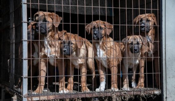 Ky shtet e miraton ligjin që e ndalon tregtinë e mishit të qenit